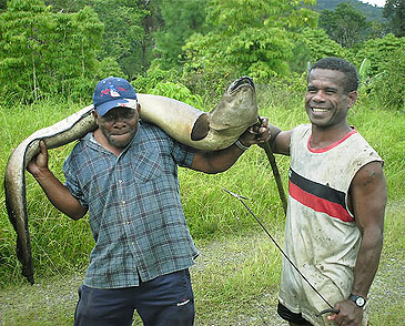 171_Giant Mottled Eel_Anguilla marmorata.jpg